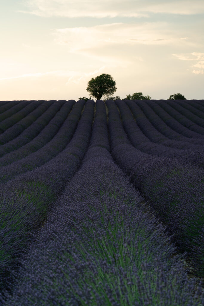 Lavanda before