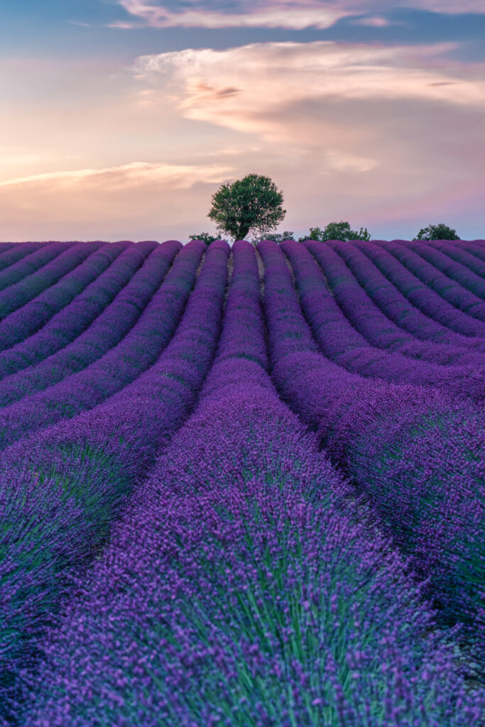 Lavanda