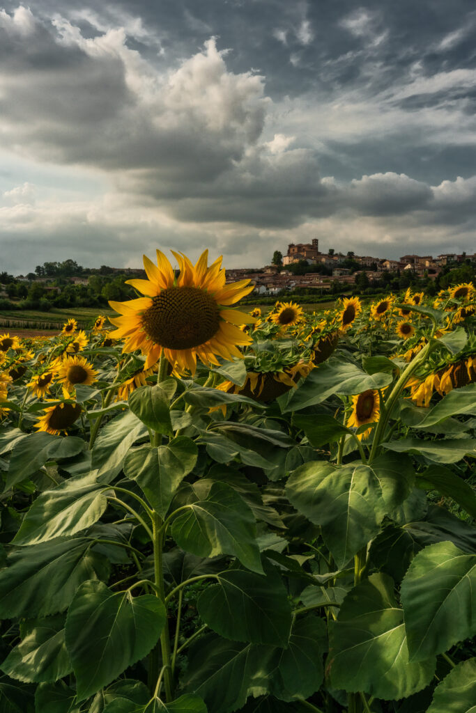 Sunflowers