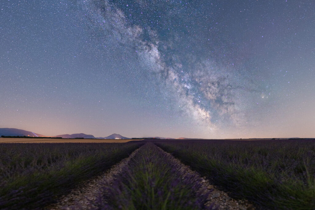 Lavender dream